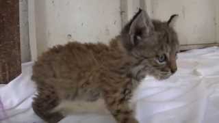 Chips the Baby Bobcat [upl. by Tammany]