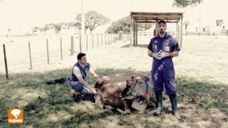 Hipocalcemia em Vacas Leiteiras [upl. by Talya]