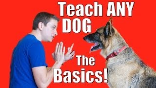 Dog Training 101 How to Train ANY DOG the Basics [upl. by O'Toole]