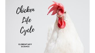 From Hatchlings to Roosters The Incredible Chicken Life Cycle [upl. by Cicenia68]