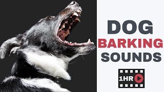 Dog Barking Sounds  One Hour Dog Barking Sound Effects [upl. by Enived378]