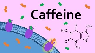 Caffeine and Adenosine Receptors [upl. by Clemens]