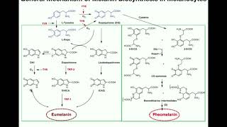 Complete Melanin Biosynthesis Pathway  Eumelanin amp Pheomelanin [upl. by Dulcea939]