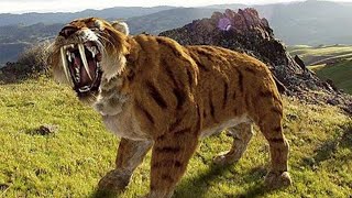 Sabertoothed Tiger  Prehistoric Cats Documentary [upl. by Aninep281]