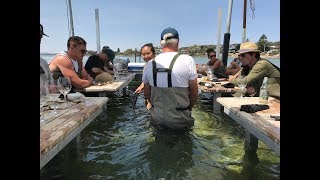 This Coffin Bay Oyster Experience Is Bucket List Material [upl. by Yolanthe]