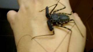 Handling Tailess whip scorpion [upl. by Ruberta]