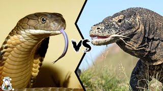 KING COBRA VS KOMODO DRAGON  Who Will Win [upl. by Nabru213]