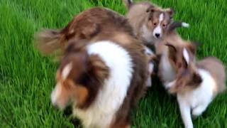 Sheltie Puppies for Sale [upl. by Maddock]