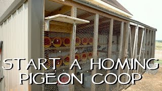 How To Start Your Own Homing Pigeon Loft [upl. by Michail]