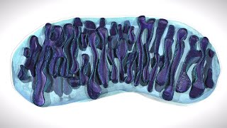 Mitochondria Structure and Function Animation  USMLE Step 1 Physiology [upl. by Kiran568]