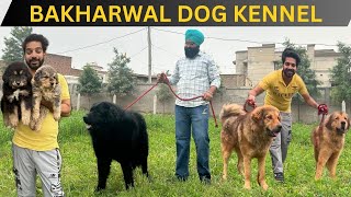 Special Tibetan Mastiff and Gaddi Dog show in Punjab😱 [upl. by Khosrow]