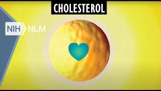 Low LDL vs High HDL Density Lipoprotein Cholesterol Explained [upl. by Ttehr]