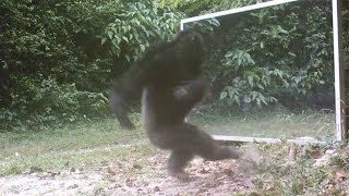 Chimps Attacks Mirror Reflections [upl. by Diantha]