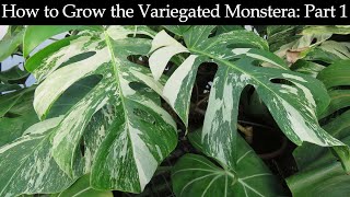 How to Grow the Variegated Monstera Part 1 [upl. by Uball362]