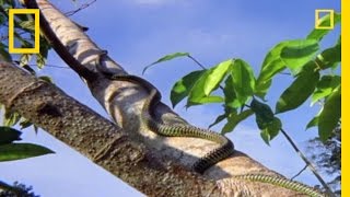 Flying Snake Hunts Leaping Lizard  National Geographic [upl. by Anella826]