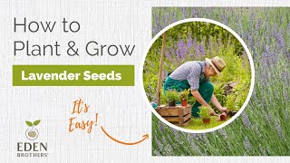 Lavender  How to Grow from Seed [upl. by Mil233]