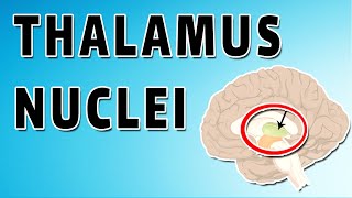 The Thalamus [upl. by Enialed]