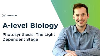 Photosynthesis The Light Dependent Stage  Alevel Biology  OCR AQA Edexcel [upl. by Eislek]