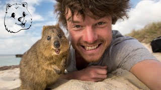 Quokka Selfie Tutorial  How to take Animal Selfies  Ultimate Guide [upl. by Spector620]