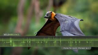 Flying Fox Fruit Bat Sounds  The shrieking calls of flying foxes at night in the Australian bush [upl. by Derayne]