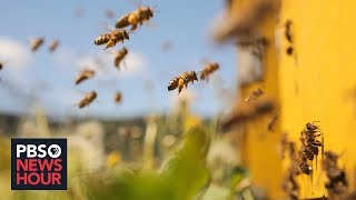 As bee populations decline can technology help fill the gap [upl. by Gipson]