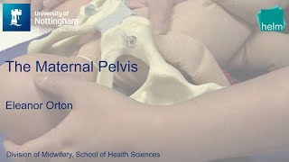 The Maternal Pelvis [upl. by Ciardap685]