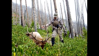 2018 Montana Archery Elk Hunt [upl. by Ynot]