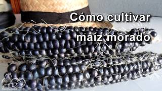 Cómo sembrar y cultivar maíz morado How to Plant Corn Seeds [upl. by Euqcaj]