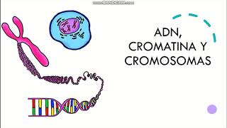 ADN cromatina y cromosomas [upl. by Ewolram993]