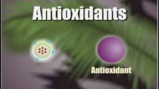 How Antioxidants Work [upl. by Akinohs]