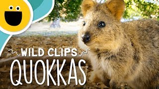 Happy Quokka Smile  Wild Clips Sesame Studios [upl. by Marlow]