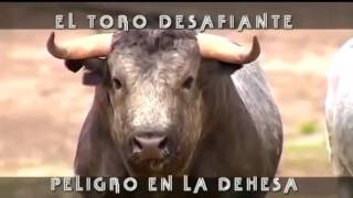 El Toro Desafiante Peligro En La Dehesa [upl. by Amend]