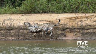 Careless Capybara gets Caught by Jaguar [upl. by Nylteak]