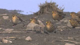 Twites  Carduelis flavirostris [upl. by Inor]