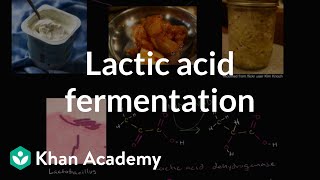 Lactic acid fermentation  Cellular respiration  Biology  Khan Academy [upl. by Notnil]