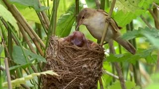 Big Brother Eviction Cuckoo Style  Natural World  BBC Earth [upl. by Ariay363]