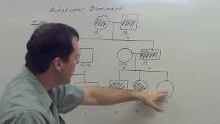 Autosomal Dominant Pedigree [upl. by Nagam]