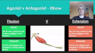 Anatomy 7  Agonist V Antagonist muscle pairs [upl. by Ltney143]