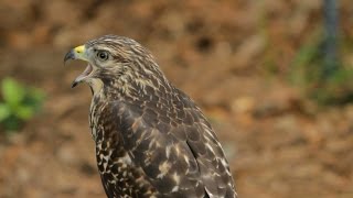 Central Florida Adventures Audubon Center for Birds of Prey [upl. by Airdni624]