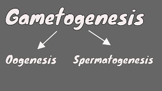 Gametogenesis  Oogeneis  Gametogenesis female  part 1 [upl. by Earlie704]