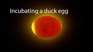 Incubating A Duck Egg  Start To Finish [upl. by Noble]