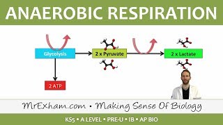 Cellular Respiration  Anaerobic  Post 16 Biology A Level PreU IB AP Bio [upl. by Finnigan]