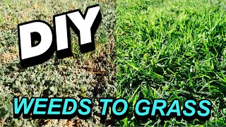 HOW TO TURN WEEDS INTO GRASS [upl. by Htebizile]