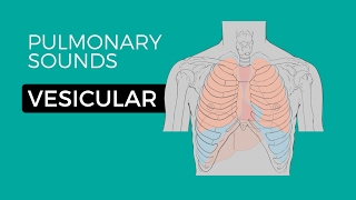 01  Normal Lung Sounds  Vesicular breath sounds [upl. by Olson969]