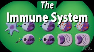 The Immune System Overview Animation [upl. by Wolk168]