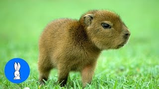 Baby Capybara Playing  CUTEST Compilation [upl. by Tallbott322]