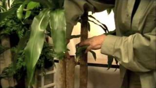 Prune this Pruning a quotCorn Plantquot Dracaena Massangeana [upl. by Aicrag]