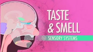 Taste amp Smell Crash Course Anatomy amp Physiology 16 [upl. by Ludewig13]