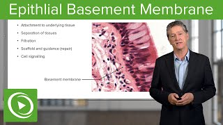 Epithlial Basement Membrane – Histology  Lecturio [upl. by Pengelly]