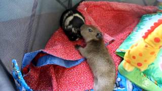 Baby Capybara Meets a Guinea Pig [upl. by Ymia]